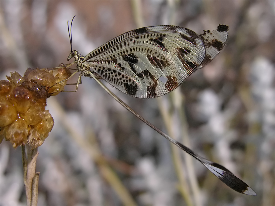 Fadenhaft (Nemoptera coa)