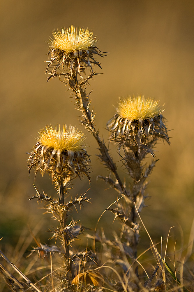 "Trio in Gold"
