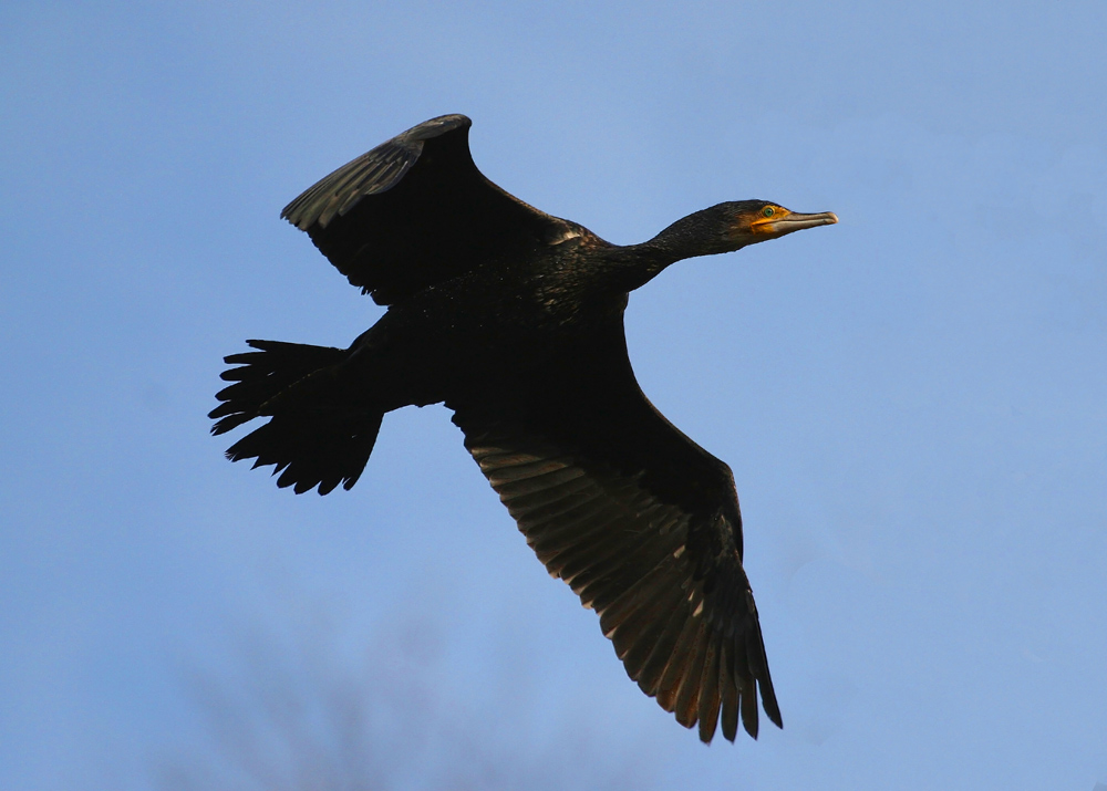 Kormoran