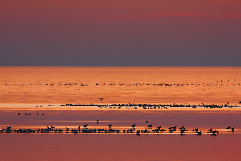 Still ruht der See......und die Gänse auch.