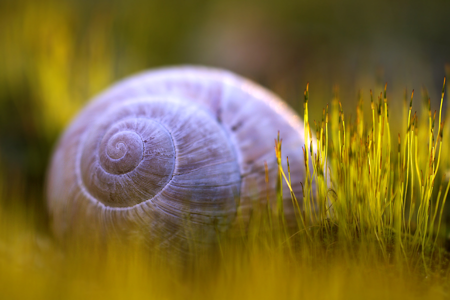 Schnecke im Moosbett