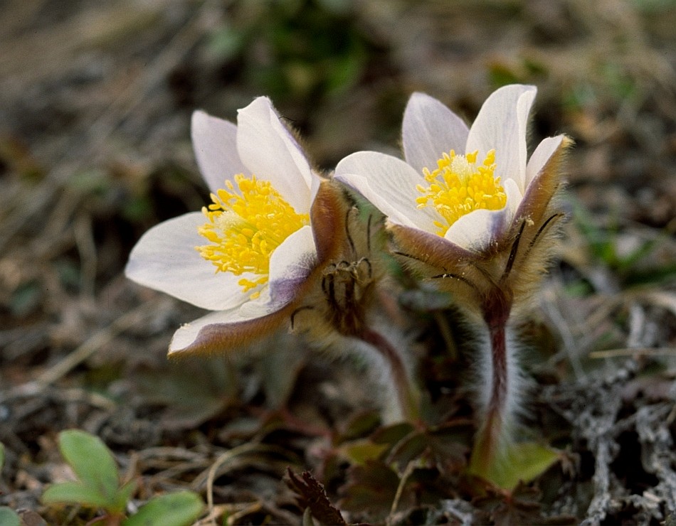 Pulsatilla im Pelz 1