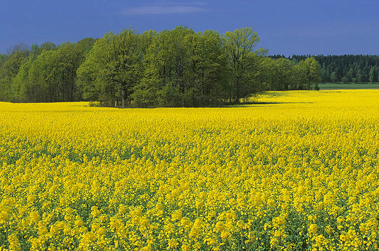 Ein kleiner Vorgeschmack auf das Frühjahr