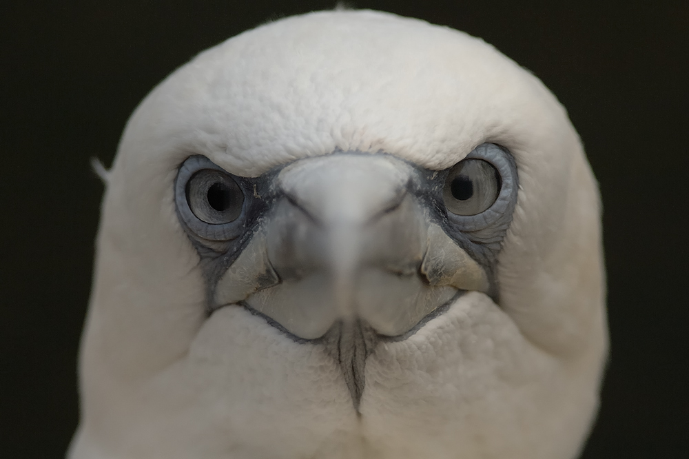 Portrait von einem Tölpel  ; ))