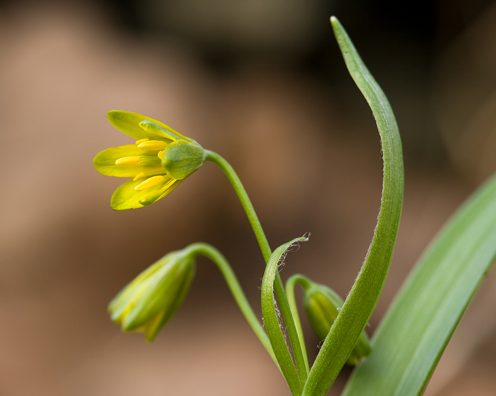 "Die Gelbe Blume II"