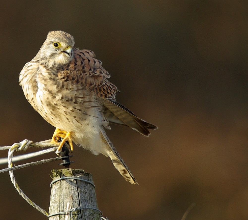 Turmfalke