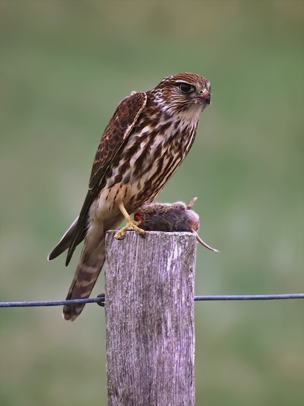 Merlin (juv.) mit Erdmaus (ex.)