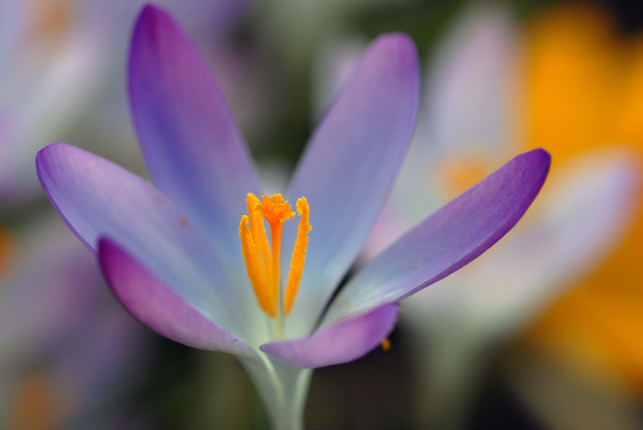 Crocus