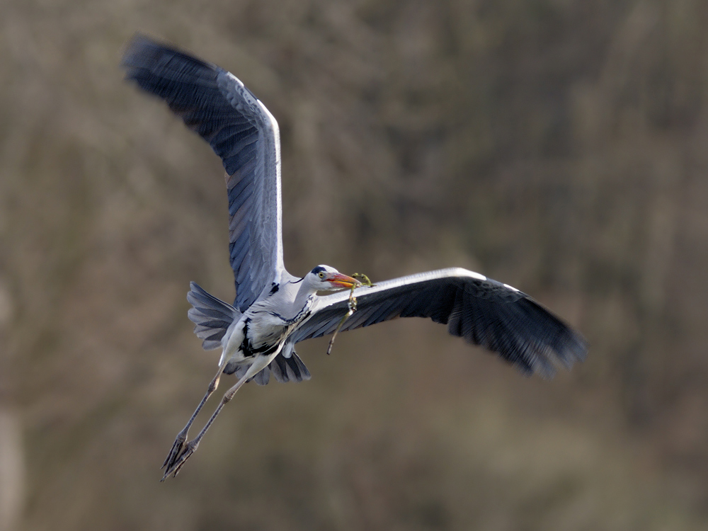 Graureiher (Ardea cinerea)