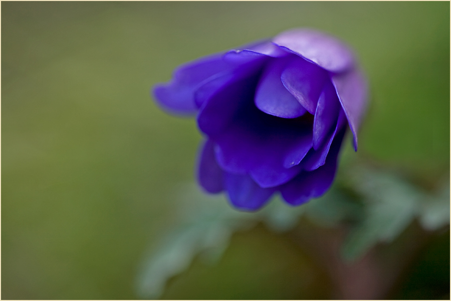 Anemone frontal