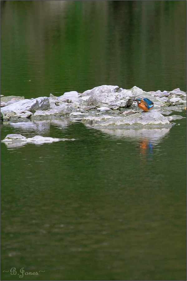 Lieblingsvogel