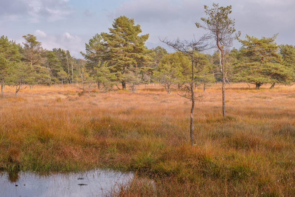 Herbst im Heidemoor