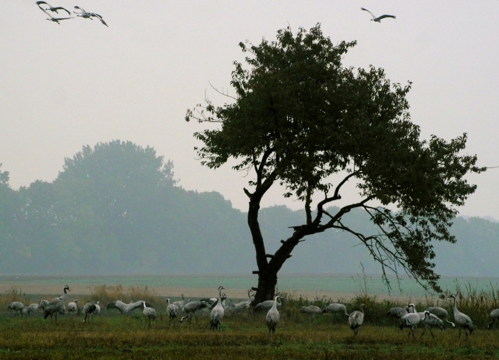 Der Kranichbaum