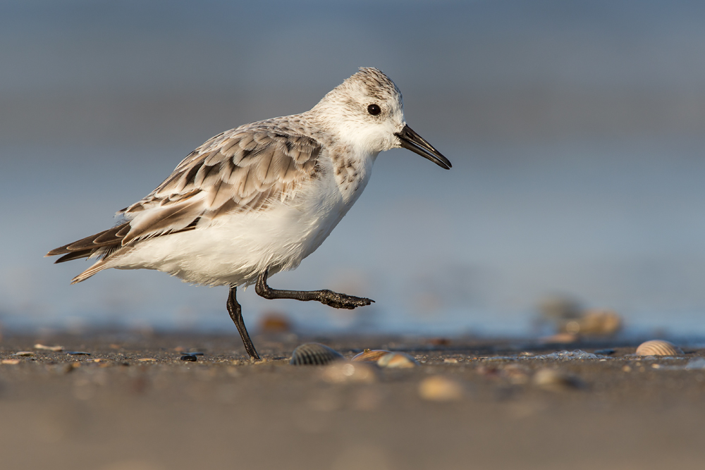 Sanderling