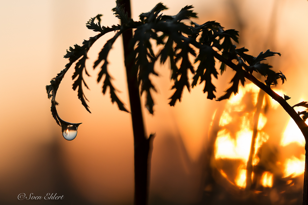 Sonnenaufgang im Tautropfen