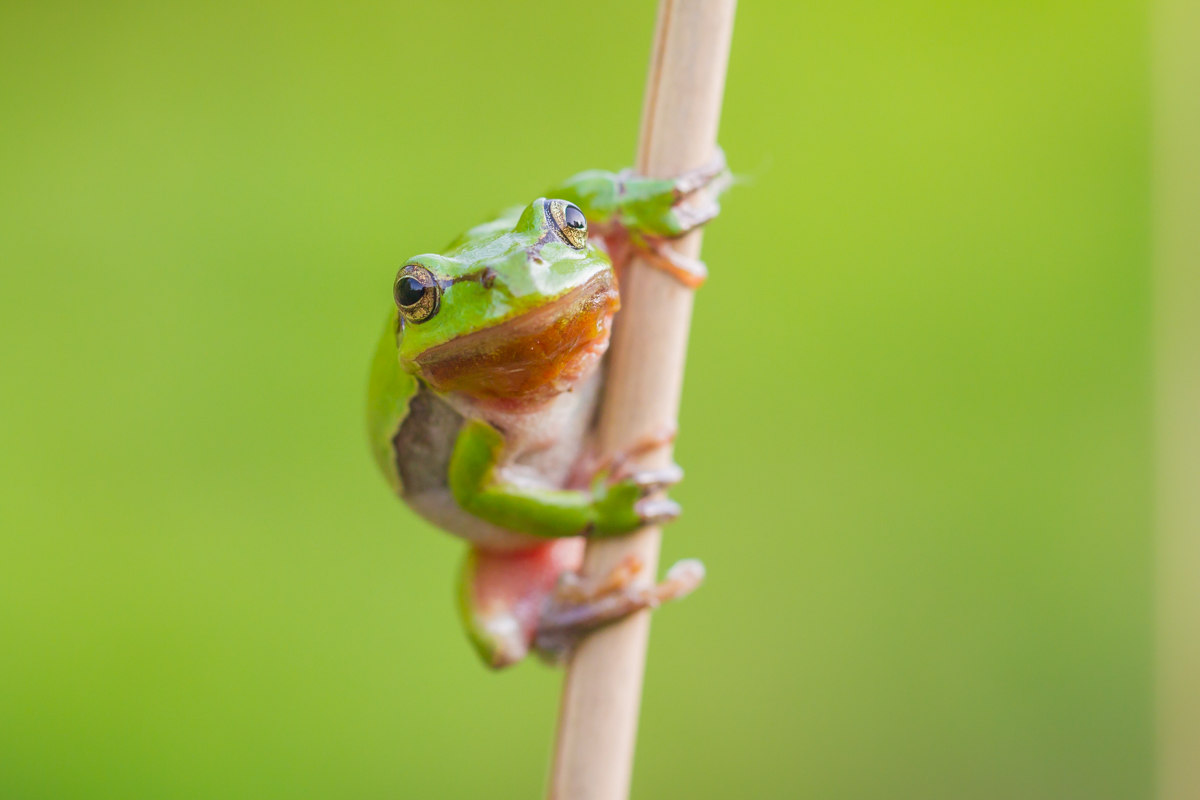 Europäischer Laubfrosch