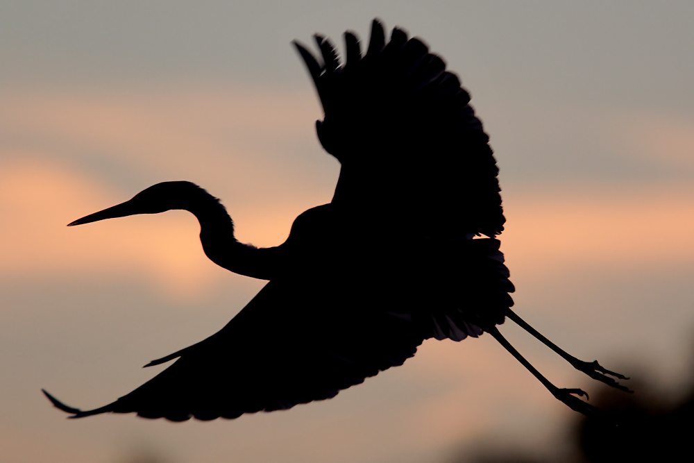 Silberreiher im Flug