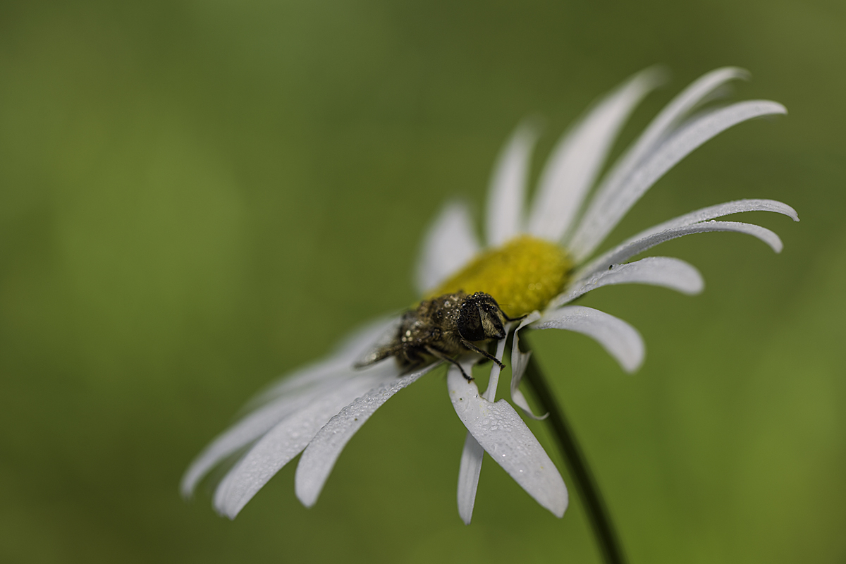 Wildbiene im Morgentau