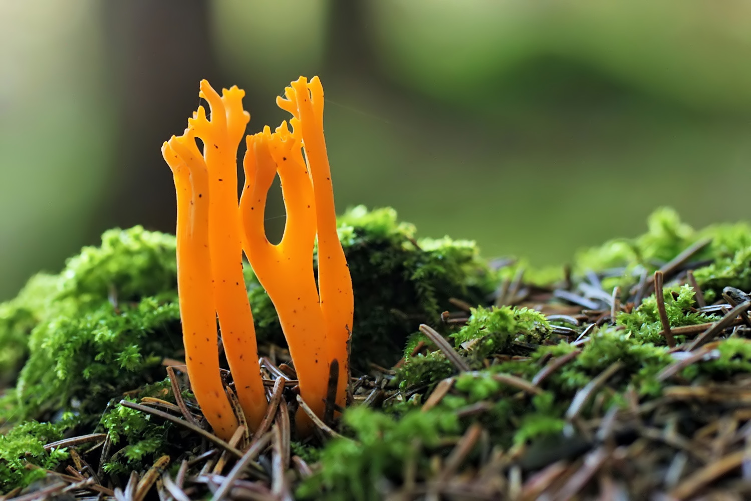 Klebriger Hörnling (Calocera viscosa)