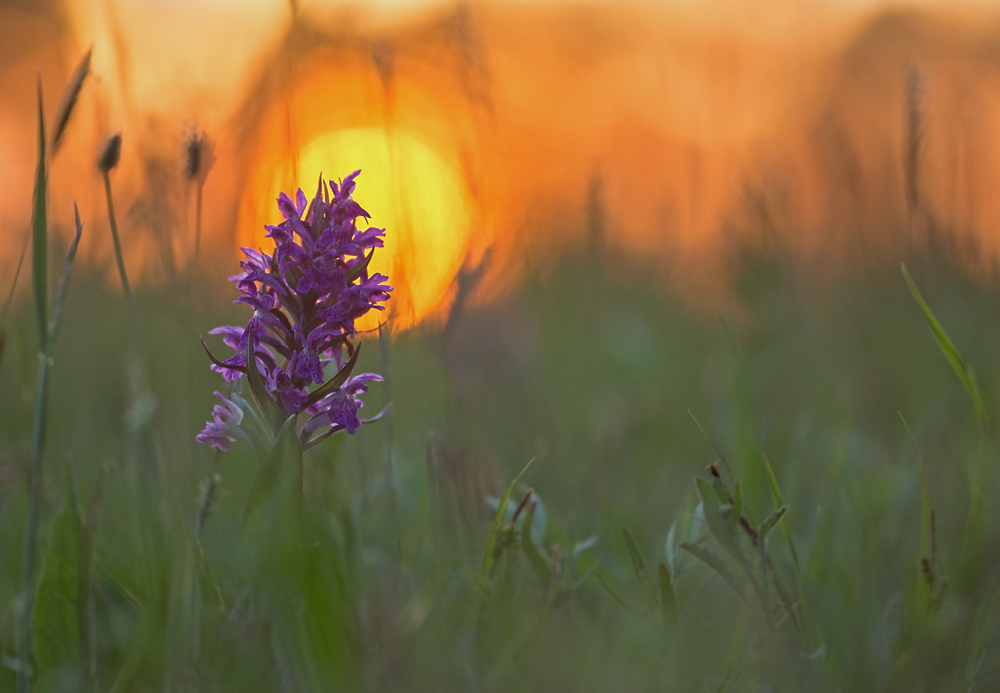 Abends auf der Orchideenwiese