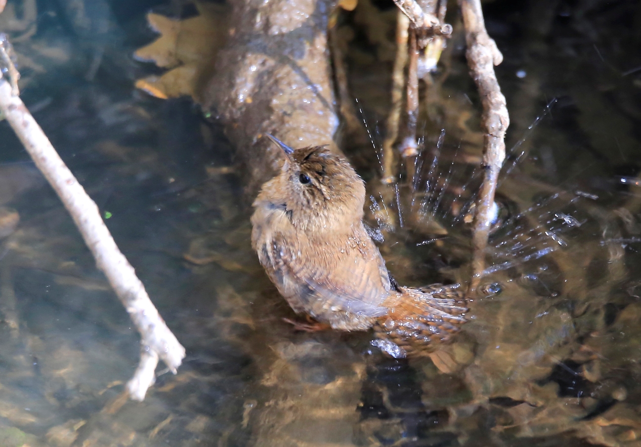 Zaunkönig beim Baden