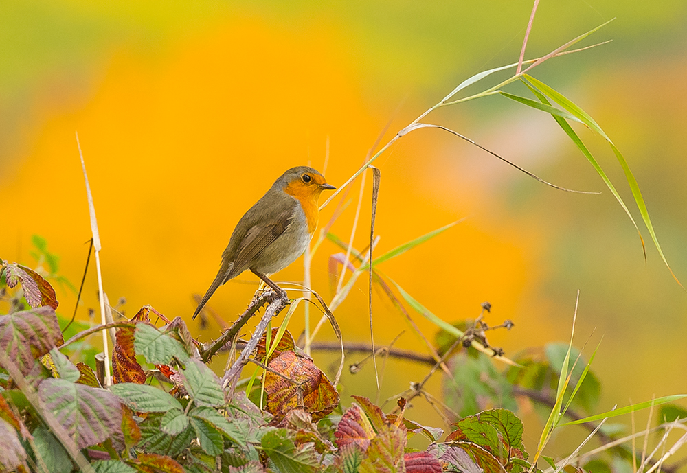 Herbst Rotkehlchen