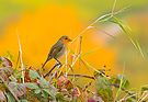 Herbst Rotkehlchen