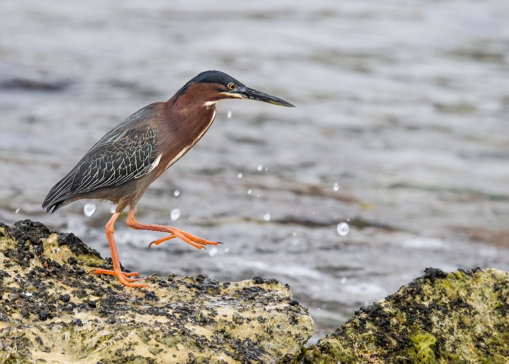 Grünreiher auf der Jagd