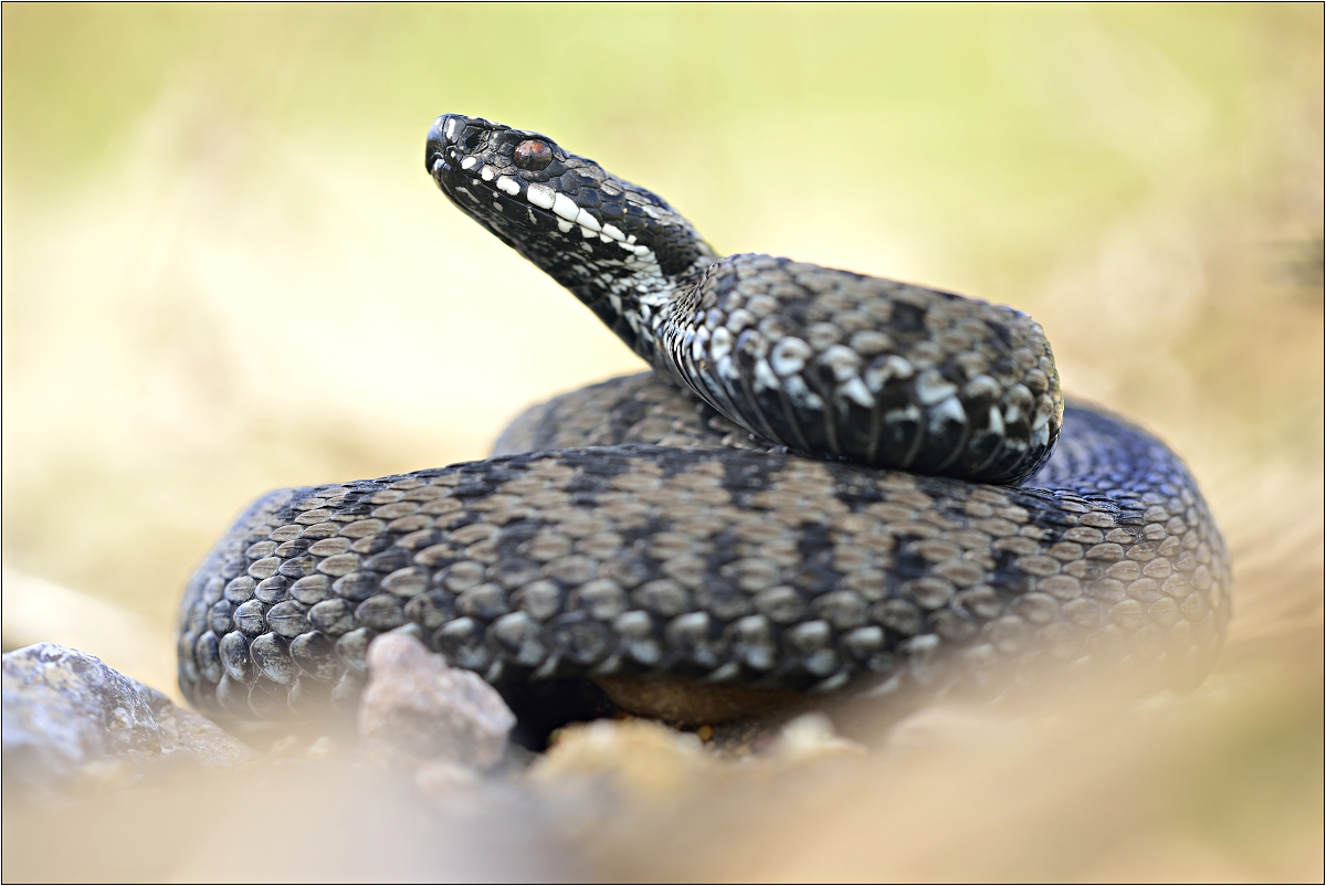 ... The Last Viper ...