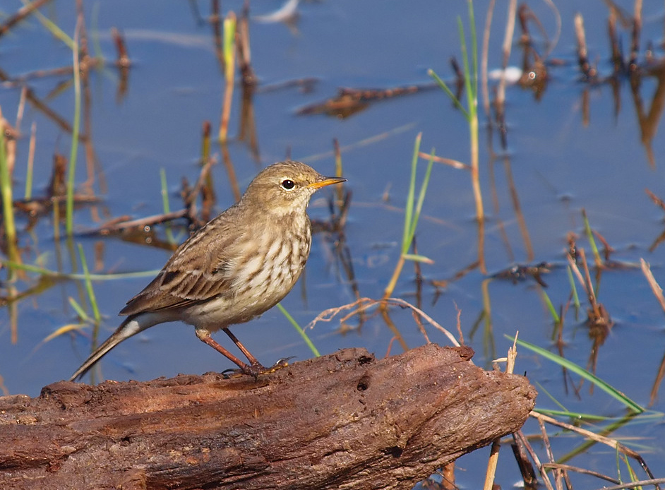 Bergpieper (Anthus spinoletta)