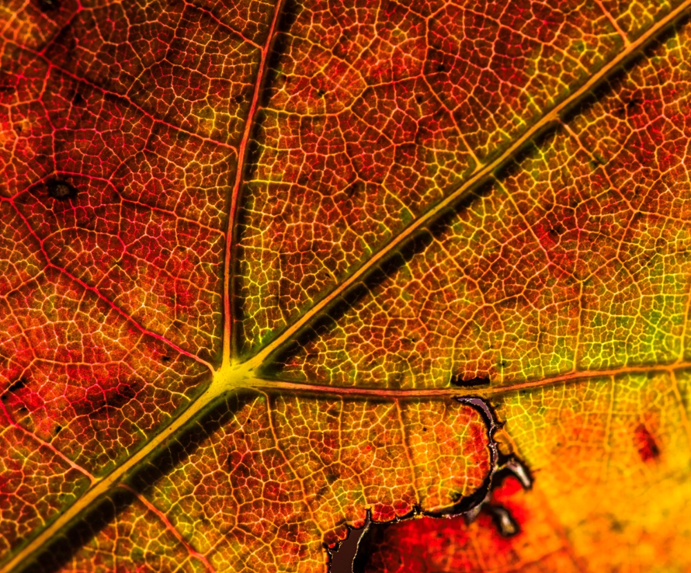 Rotwein