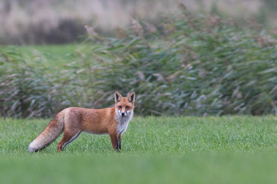 Boddenfuchs