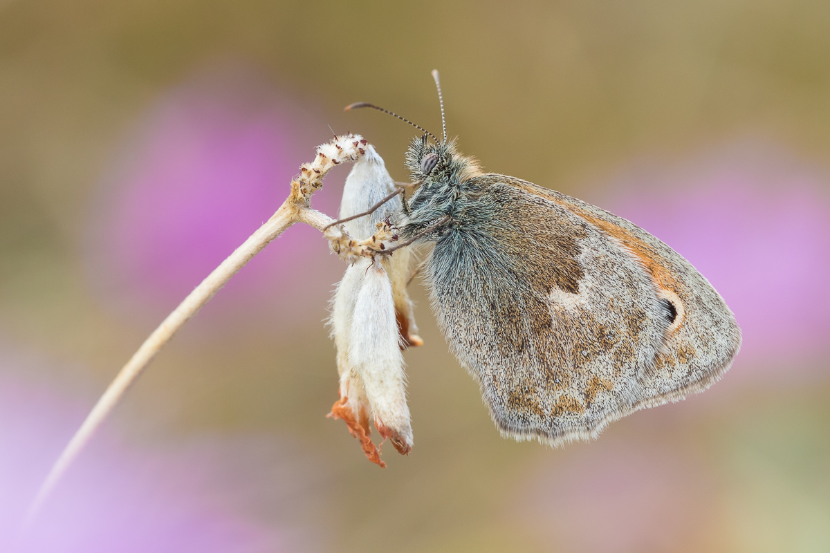 Kleines Wiesenvögelchen (Coenonympha pamphilus)