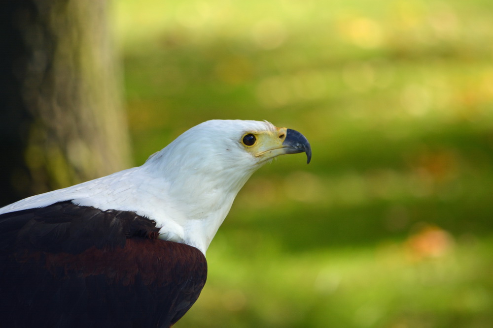 Afrikanischer Schreiseeadler