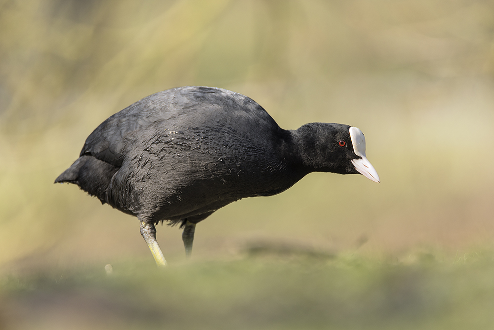 Ein Allerweltsvogel