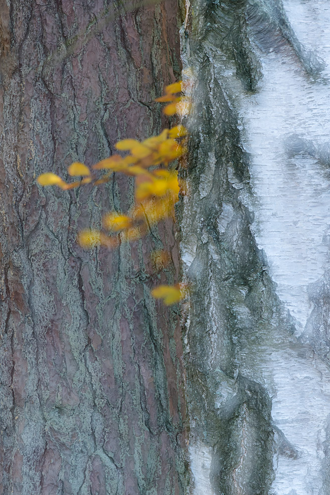 Herbst