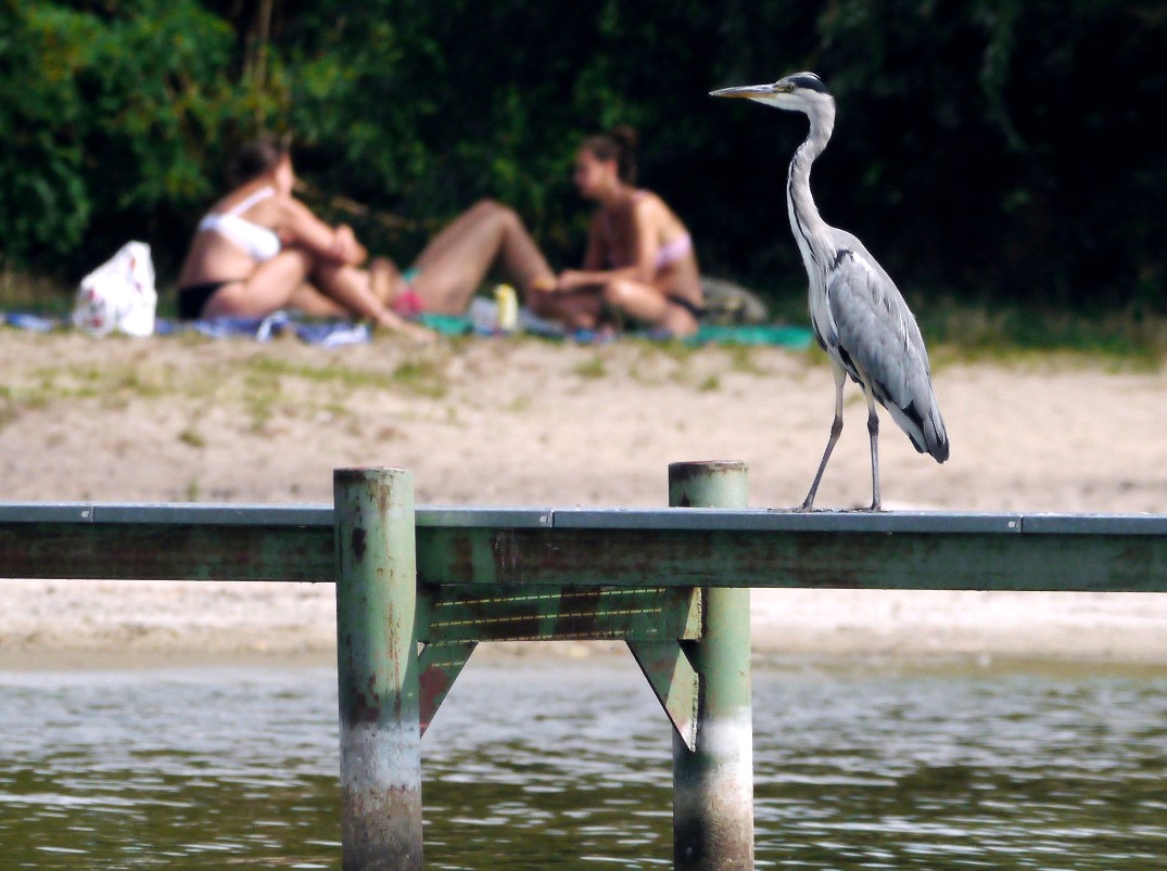 Badeaufsicht am Wannsee