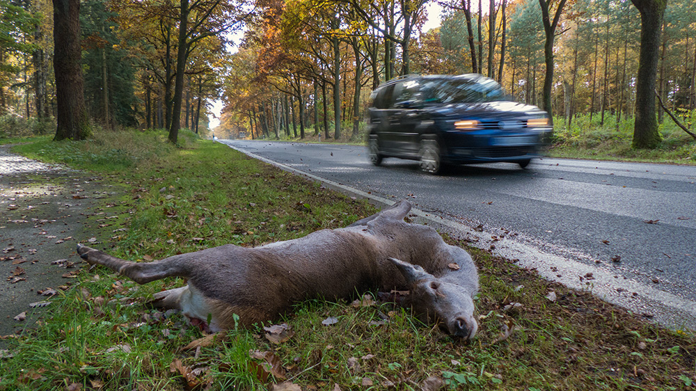 Jetzt im Herbst ist Vorsicht angesagt.