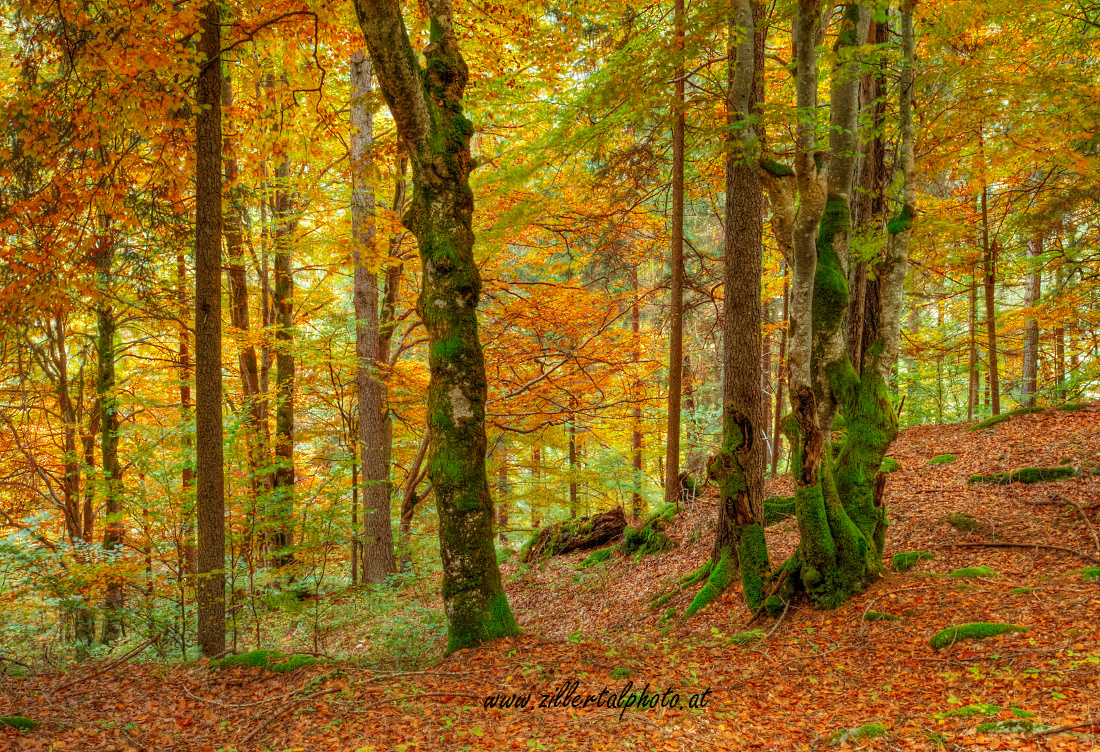 Herbststimmung auf der Glocke