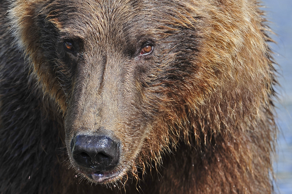 Kodiak encounter