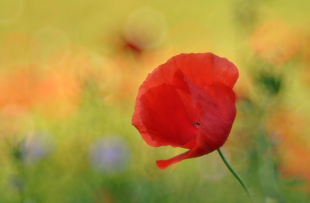 Septembermohn