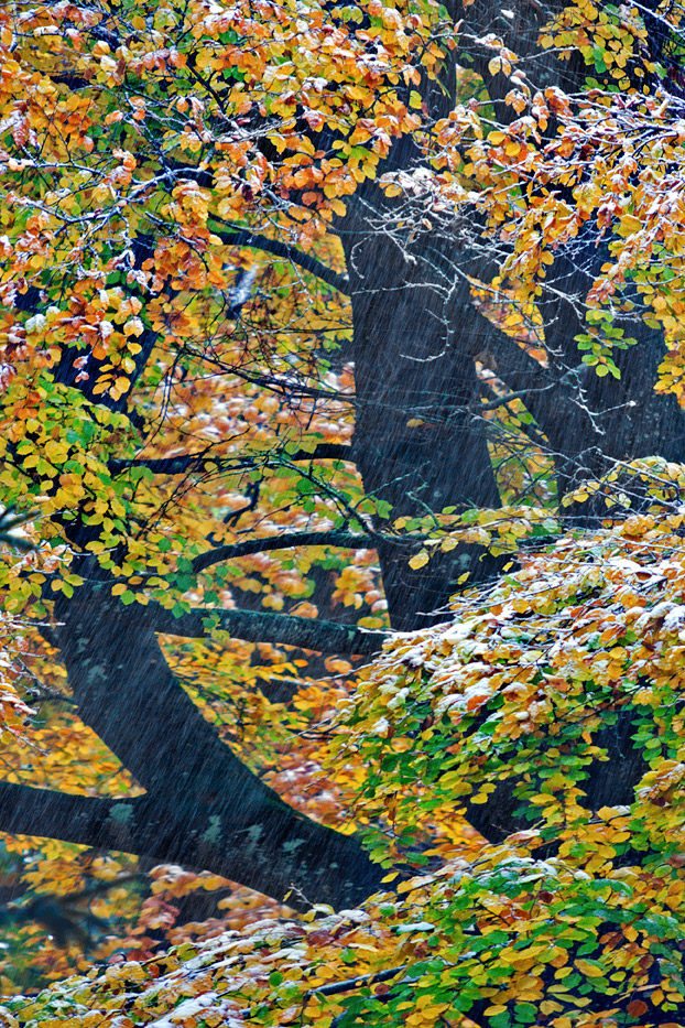 Herbst im Buchenwald