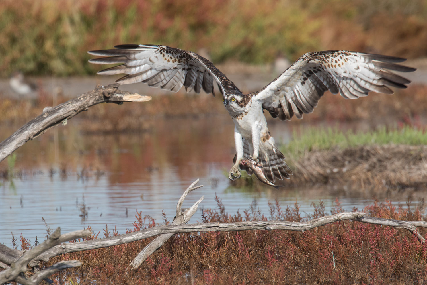 Fischadler im Flug mit Beute