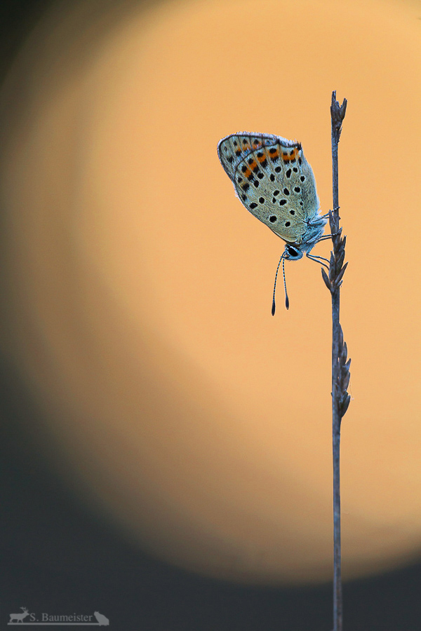 Erinnerung an den Sommer