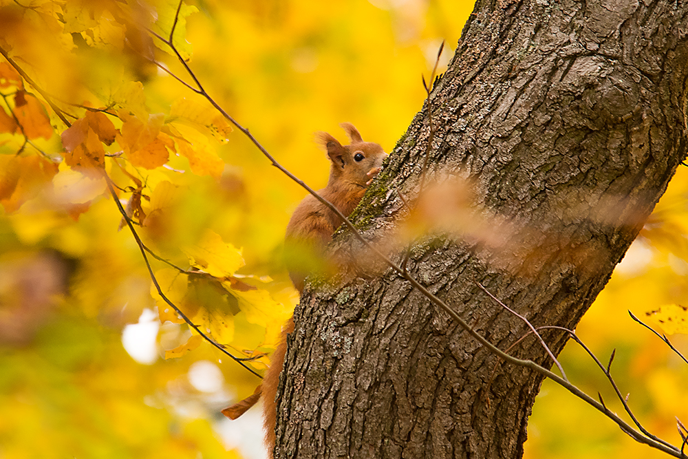 Eichhörnchen im Herbst