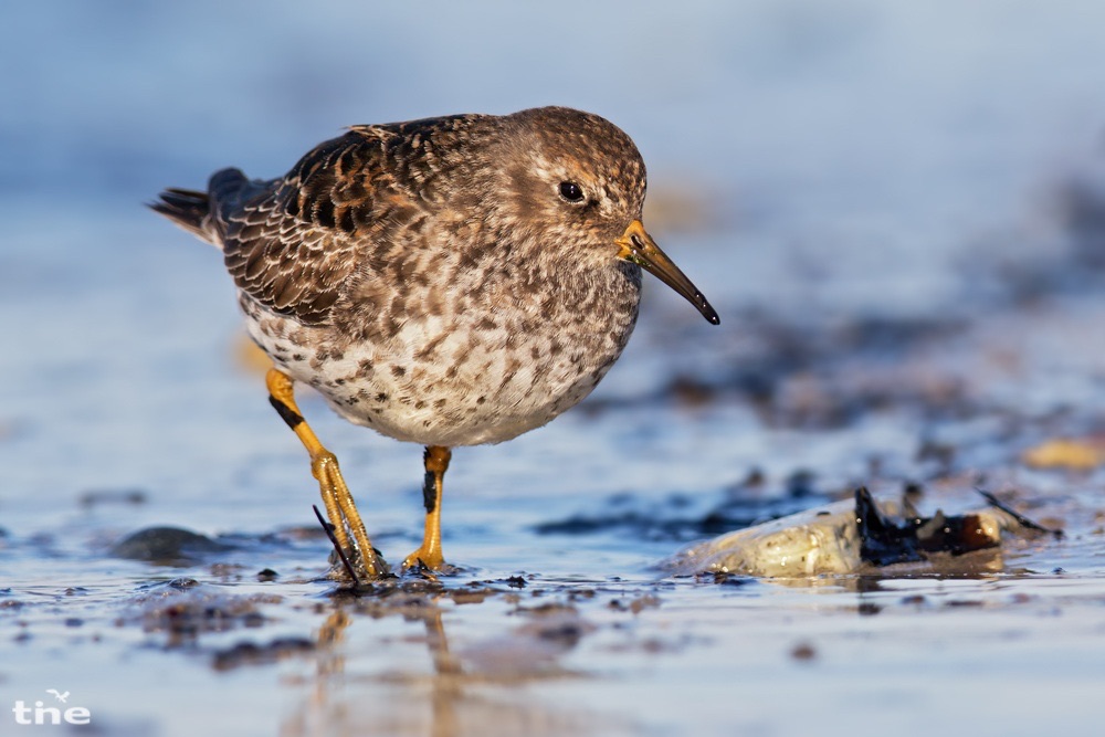 Meerstrandläufer