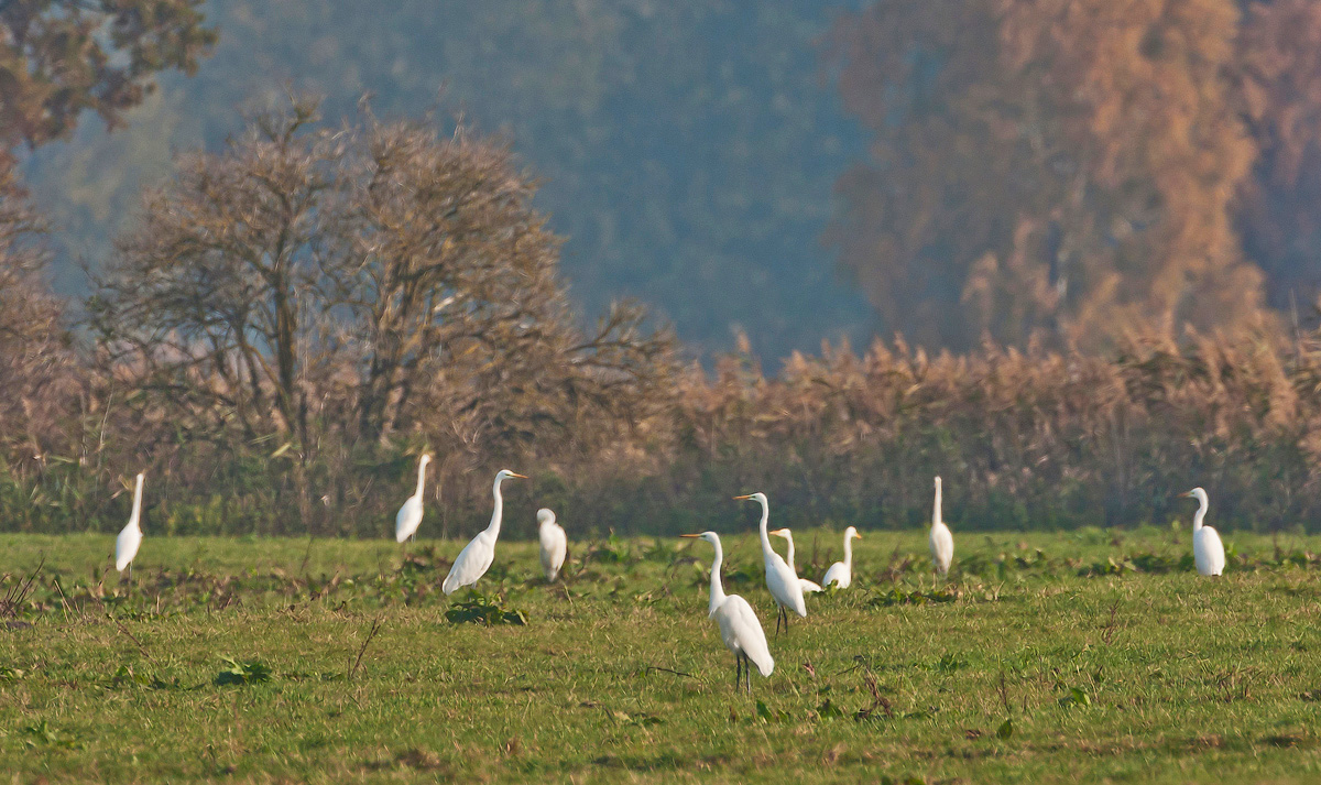 Silberreiher in der Herbst- Lewitz...