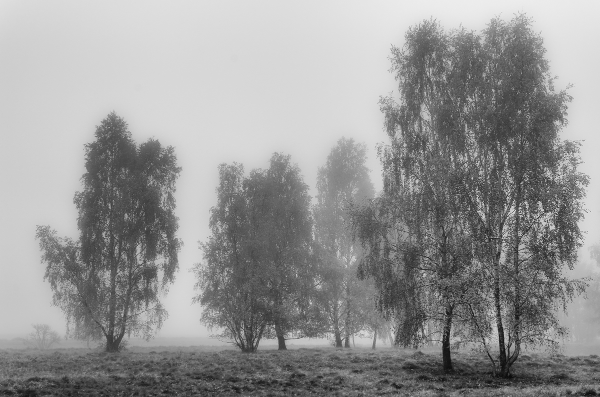 Birken im Herbstnebel