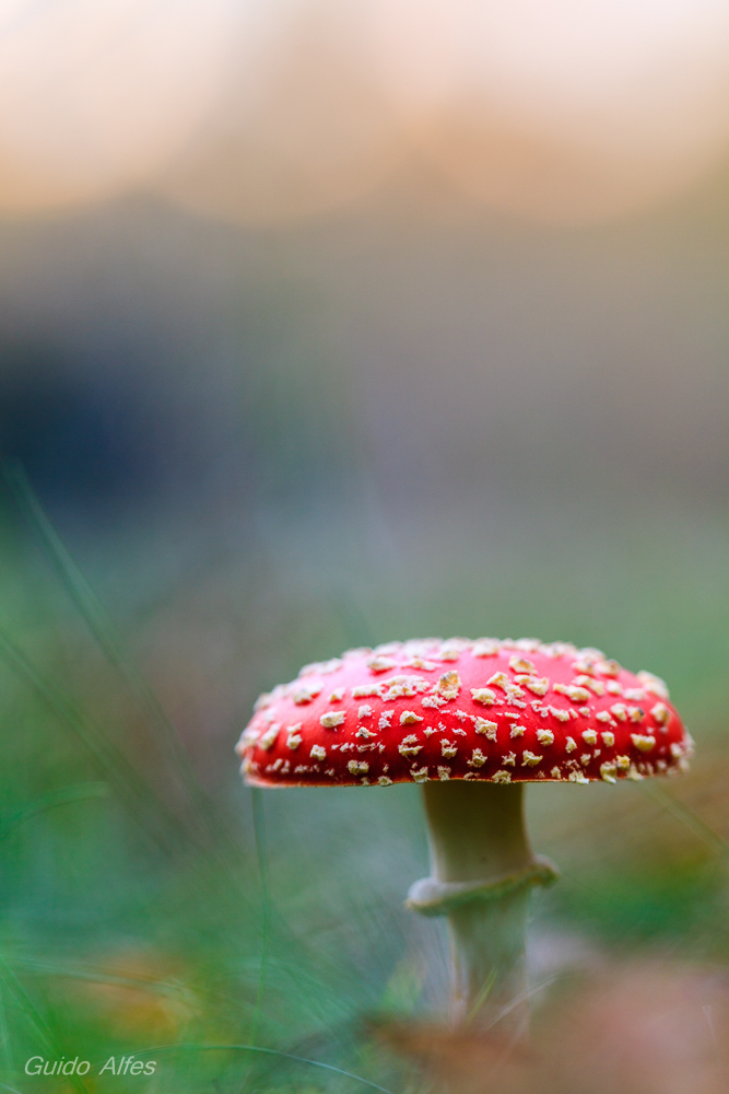 Amanita im Abendlicht