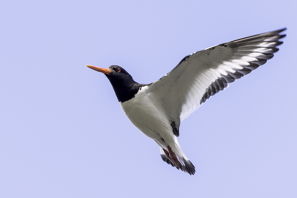Austernflischer im Anflug